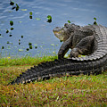 Florida Gator Photograph by Larry Marshall Florida Gator Photograph by Larry Marshall