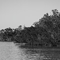 Florida Mangroves by Robert Wilder Jr