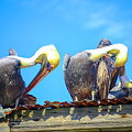 Florida pelicans Photograph by Alison Belsan Horton Florida pelicans Photograph by Alison Belsan Horton