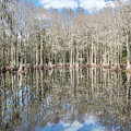 Florida Woods by Tony Locke