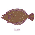 Flounder Digital Art by Kevin Putman Flounder Digital Art by Kevin Putman