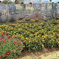 FLOWER BLOSSOMs IN CAMOGLI AreaPASSEGGIATE A LEVANTE e al PONENTE by Enrico Pelos by Enrico Pelos