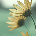 Flower Dreams Photograph by Go and Flow Photos Flower Dreams Photograph by Go and Flow Photos