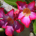 Flower Envy by Alison Belsan Horton