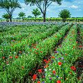 Flower Farm Beauty by Lynn Bauer
