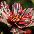 Flower Garden 0311 by Neptune Images