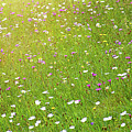 Flower meadow in sunlight Photograph by Bernhard Schaffer Flower meadow in sunlight Photograph by Bernhard Schaffer