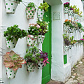 Flower Pots in Green Digital Art by Naomi Maya Flower Pots in Green Digital Art by Naomi Maya