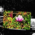 Flower Resting On A Park Bench In The Middle Of A War Zone by Aberjhani