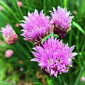 Flowering Chives Photograph by Jim Feldman Flowering Chives Photograph by Jim Feldman