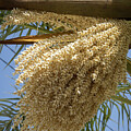 Flowering date palm and blue sky Photograph by Adriana Mueller Flowering date palm and blue sky Photograph by Adriana Mueller
