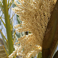 Flowering date palm and sunlight Photograph by Adriana Mueller Flowering date palm and sunlight Photograph by Adriana Mueller