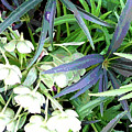 Flowers and Foliage Digital Art by Nancy Olivia Hoffmann Flowers and Foliage Digital Art by Nancy Olivia Hoffmann