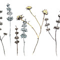 Flowers and Seed heads Painting by Luisa Millicent Flowers and Seed heads Painting by Luisa Millicent