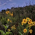 Flowers at Brandywine Falls Photograph by Brad Nellis Flowers at Brandywine Falls Photograph by Brad Nellis
