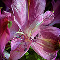 Flowers in the sun Photograph by Jim Feldman Flowers in the sun Photograph by Jim Feldman