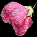 Flowers Photography-16 Mixed Media by Art By Lakshmi Flowers Photography-16 Mixed Media by Art By Lakshmi