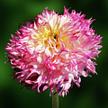 Flowers Photography-19 Mixed Media by Art By Lakshmi Flowers Photography-19 Mixed Media by Art By Lakshmi