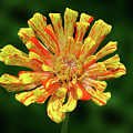 Flowers Photography-22 Mixed Media by Art By Lakshmi Flowers Photography-22 Mixed Media by Art By Lakshmi