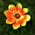 Flowers Photography-29 Mixed Media by Art By Lakshmi Flowers Photography-29 Mixed Media by Art By Lakshmi