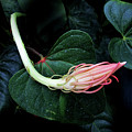 Flowers Photography-30 Mixed Media by Art By Lakshmi Flowers Photography-30 Mixed Media by Art By Lakshmi