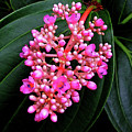 Flowers Photography-34 Mixed Media by Art By Lakshmi Flowers Photography-34 Mixed Media by Art By Lakshmi