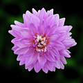 Flowers Photography-38 Mixed Media by Art By Lakshmi Flowers Photography-38 Mixed Media by Art By Lakshmi