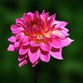 Flowers Photography-39 Mixed Media by Art By Lakshmi Flowers Photography-39 Mixed Media by Art By Lakshmi