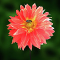 Flowers Photography-41 Mixed Media by Art By Lakshmi Flowers Photography-41 Mixed Media by Art By Lakshmi
