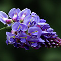 Flowers Photography-42 Mixed Media by Art By Lakshmi Flowers Photography-42 Mixed Media by Art By Lakshmi