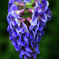 Flowers Photography-44 Mixed Media by Art By Lakshmi Flowers Photography-44 Mixed Media by Art By Lakshmi