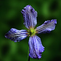 Flowers Photography-58 Mixed Media by Art By Lakshmi Flowers Photography-58 Mixed Media by Art By Lakshmi