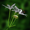 Flowers Photography-66 Mixed Media by Art By Lakshmi Flowers Photography-66 Mixed Media by Art By Lakshmi