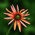 Flowers Photography-69 Mixed Media by Art By Lakshmi Flowers Photography-69 Mixed Media by Art By Lakshmi