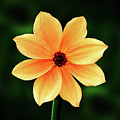 Flowers Photography-83 Mixed Media by Art By Lakshmi Flowers Photography-83 Mixed Media by Art By Lakshmi