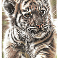 Fluffy Tiger Cub Drawing by Casey 'Remrov' Vormer Fluffy Tiger Cub Drawing by Casey 'Remrov' Vormer