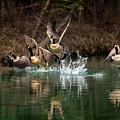 Fly Away Home Photograph by Gary Johnson Fly Away Home Photograph by Gary Johnson