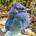 Fly on a fledgling by Bruce Block