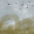 Fly over the rushes Digital Art by Bentley Davis