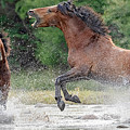 Flying Fury. Photograph by Paul Martin Flying Fury. Photograph by Paul Martin