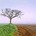 stunning FOGGY dawn morning before sunrise VIVID DAWN SINGLE TREE ROAD TO NEAR HORSFORD NORFOLK UK Photograph by Tatiana Bogracheva stunning FOGGY dawn morning before sunrise VIVID DAWN SINGLE TREE ROAD TO NEAR HORSFORD NORFOLK UK Photograph by Tatiana Bogracheva