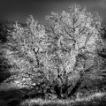 Foggy Frost by Doug Sturgess