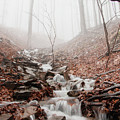 Foggy morning in a deciduous forest Photograph by Vaclav Sonnek Foggy morning in a deciduous forest Photograph by Vaclav Sonnek