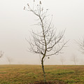 Foggy Morning in Gettysburg Photograph by Amelia Pearn Foggy Morning in Gettysburg Photograph by Amelia Pearn