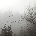 Foggy Night Flight by Sue Capuano