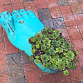 Footlong Cactus Photograph by Lee Darnell Footlong Cactus Photograph by Lee Darnell