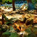 Forest camp fire, North Cascades National Park Photograph by Tatiana Travelways Forest camp fire, North Cascades National Park Photograph by Tatiana Travelways