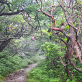 Forest Fantasy Photograph by Blaine Owens Forest Fantasy Photograph by Blaine Owens