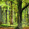 Forest Floor Spring Trees fx 503 Photograph by Dan Carmichael Forest Floor Spring Trees fx 503 Photograph by Dan Carmichael