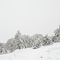 Forest landscape in snowy mountains. Snowstorm and frozen snow covered fir trees in winter season. Photograph by Michalakis Ppalis Forest landscape in snowy mountains. Snowstorm and frozen snow covered fir trees in winter season. Photograph by Michalakis Ppalis
